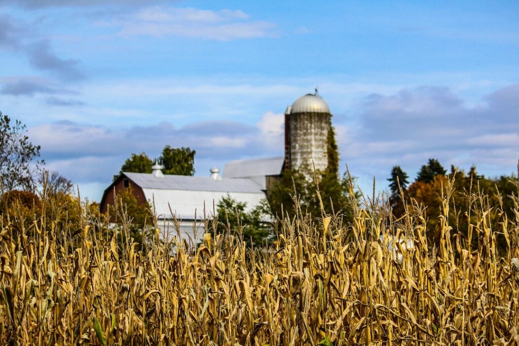 A rural farm scene with a cornfield in the foreground and a barn with a silo in the background under a partly cloudy sky.