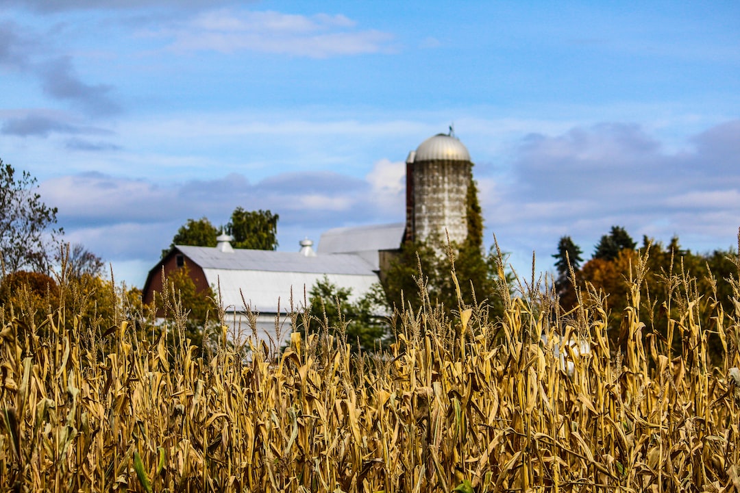 A cornfield with a blurred view of a barn and silo in the background under a blue sky with scattered clouds.