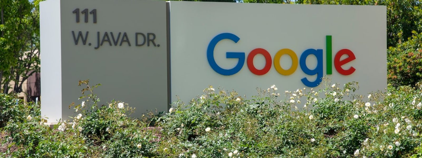 Sign at Google headquarters reads "111 W. Java Dr." with Google's logo in colorful letters. Surrounded by greenery and white flowers.