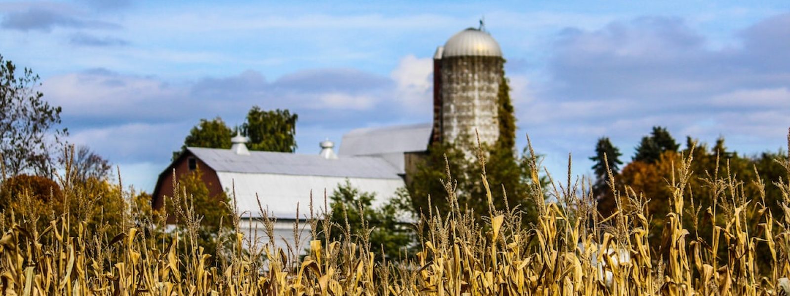 A cornfield with a blurred view of a barn and silo in the background under a blue sky with scattered clouds.